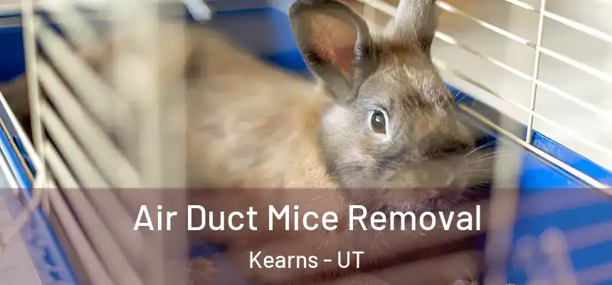 Air Duct Mice Removal Kearns - UT